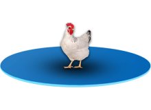 Wyposażenie ferm drobiu sklep