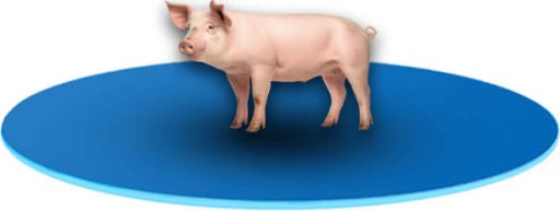 Wyposażenie chlewni firmy