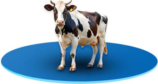 Wyposażenie obory dla bydła