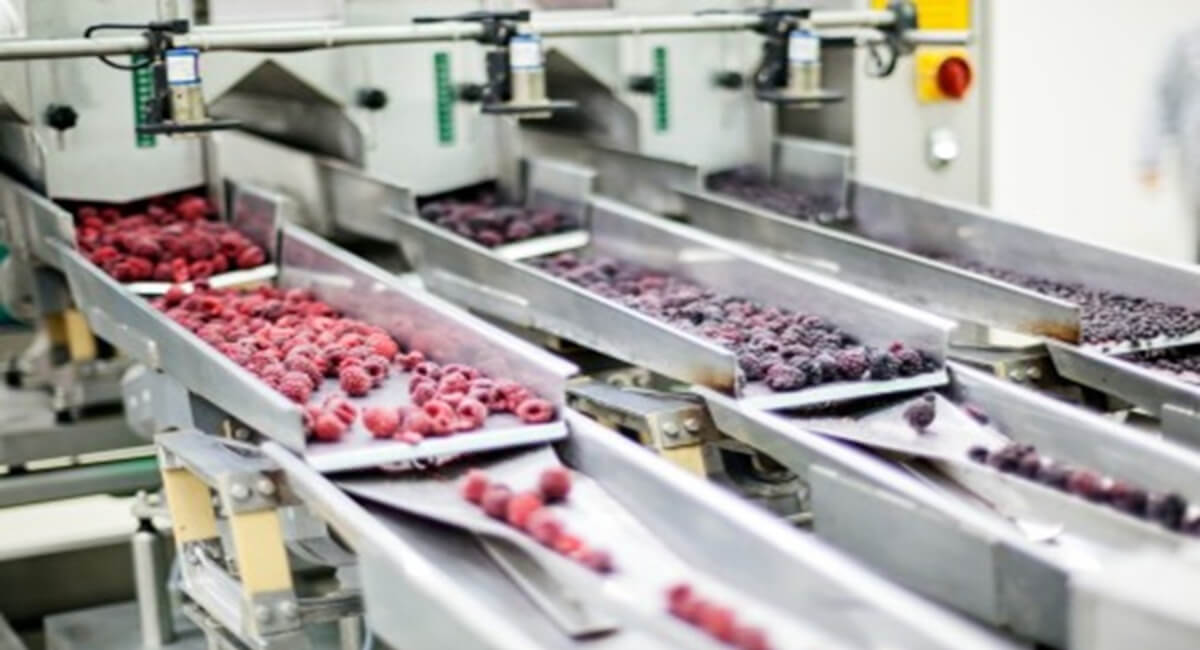 Pracownik kontrolujący jakość produktu w sterylnych warunkach na produkcji