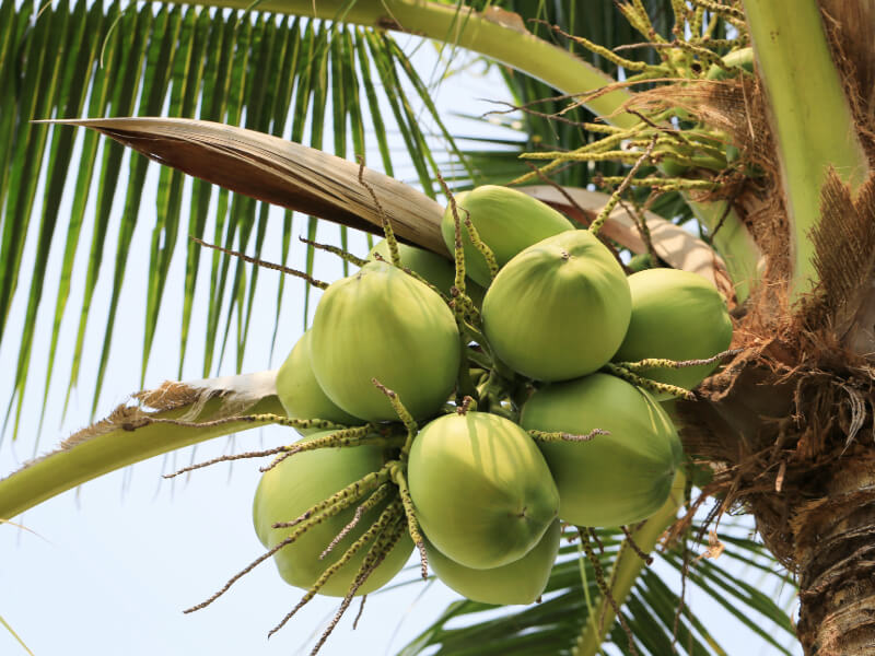 echnicznie bezbłędna ekstrakcja wody kokosowej dzięki zaworom Goetze