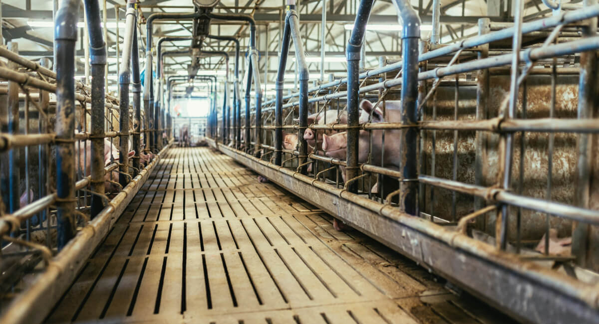 Kompletne stacje sprężonego powietrza Kompletne stacje sprężonego powietrza - sprężarki, osuszacze, filtry, zbiorniki – kompleksowe wyposażenie chlewni