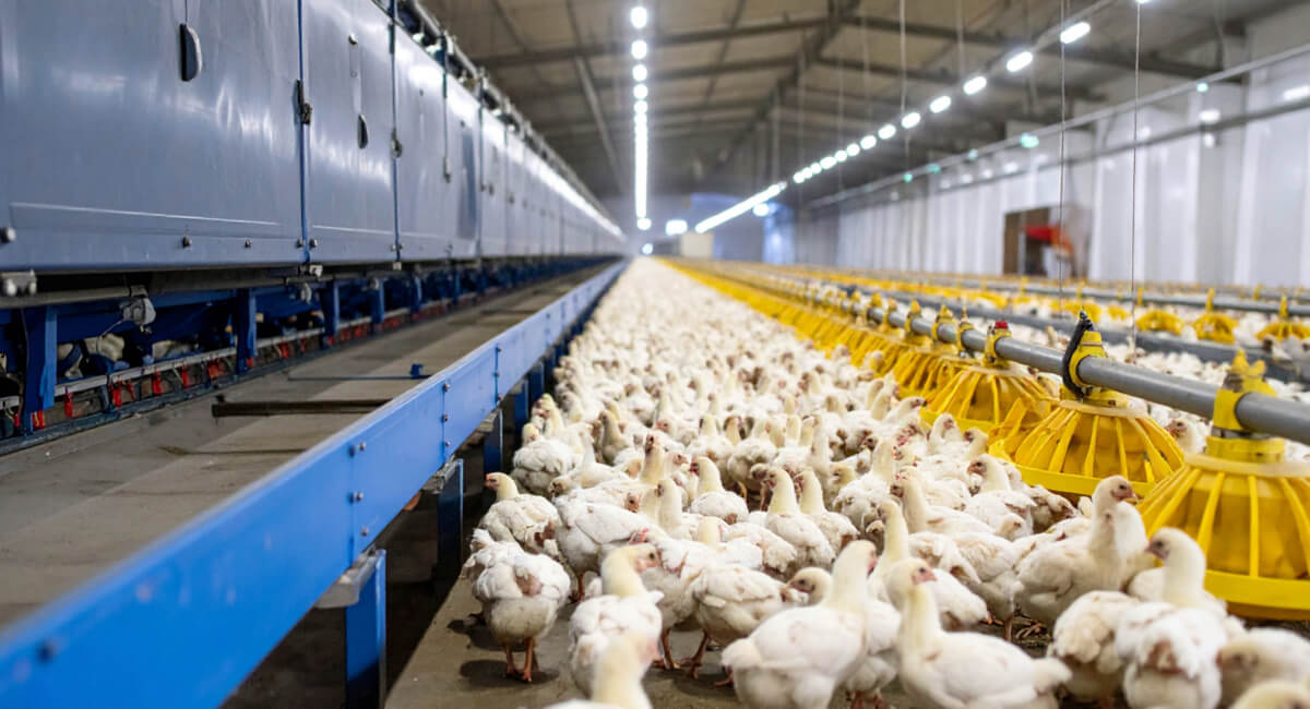 Automatyka i wyposażenie linii produkcyjnej kurnika