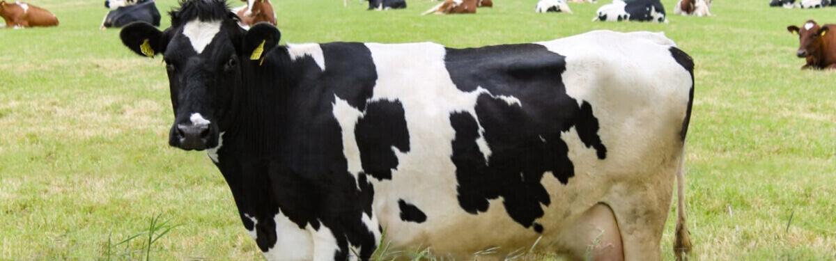 Pneumatyka w mleczarni automatyzacja procesów i priorytet higieny w przetwórstwie mleka