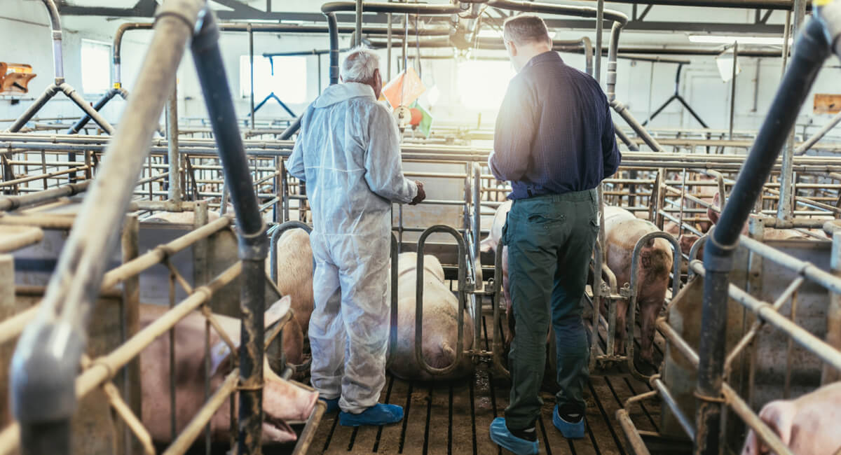 Rekomendacje Pneumat - siłowniki standardowe ISO do klap i zasuw w wyposażeniu chlewni Zestawienie standardowych siłowników pneumatycznych (ISO) używanych w chlewniach