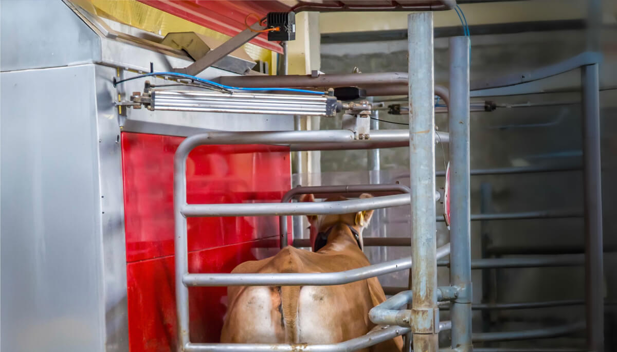 Automatyczne sterowanie przepędem i kwaterami w oborze za pomocą siłowników pneumatycznych