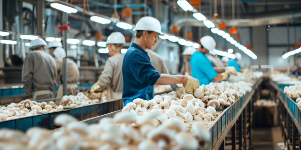 Siłownik liniowy przesuwający taśmę lub płytę z kompostem w hali uprawowej pieczarkarni