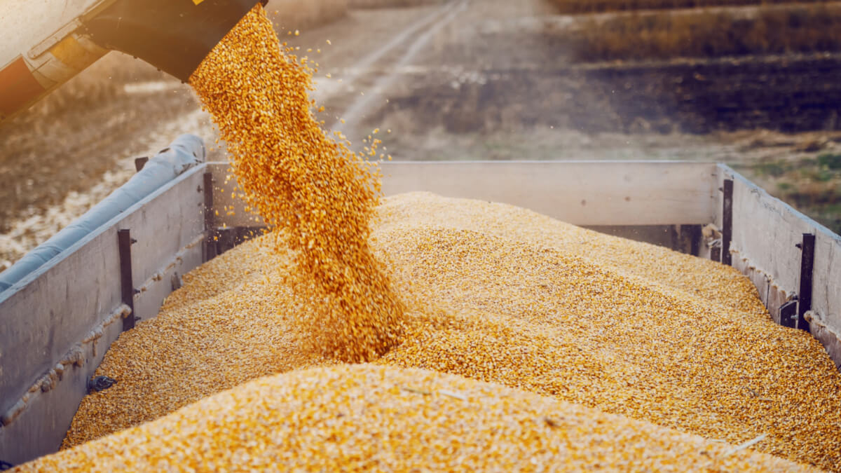 Ssawka podciśnieniowa GIMATIC-3330166 z certyfikatem FDA Dedykowana przyssawka GIMATIC 3330166 z materiału dopuszczonego do kontaktu z żywnością