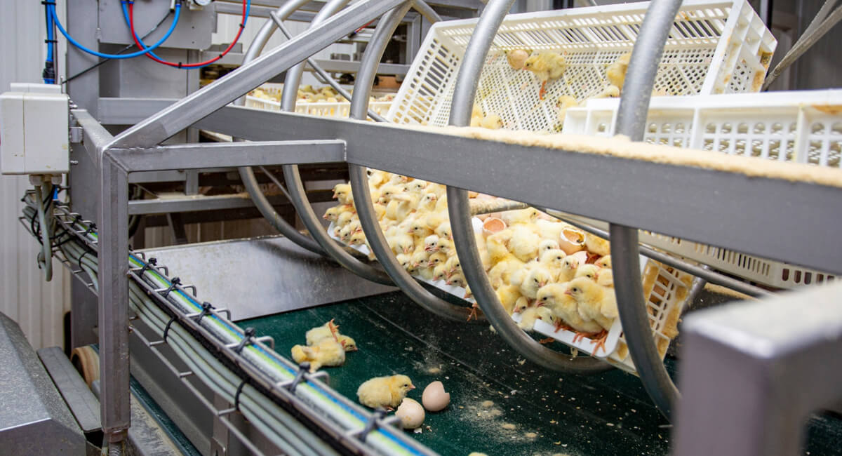 Odporne węże na zignanie