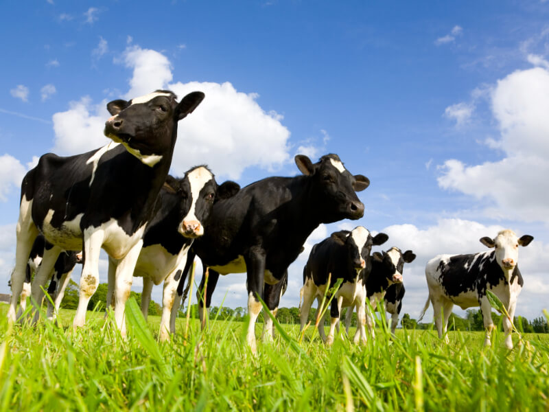 Zawór bezpieczeństwa zamontowany w linii produkcyjnej mleka