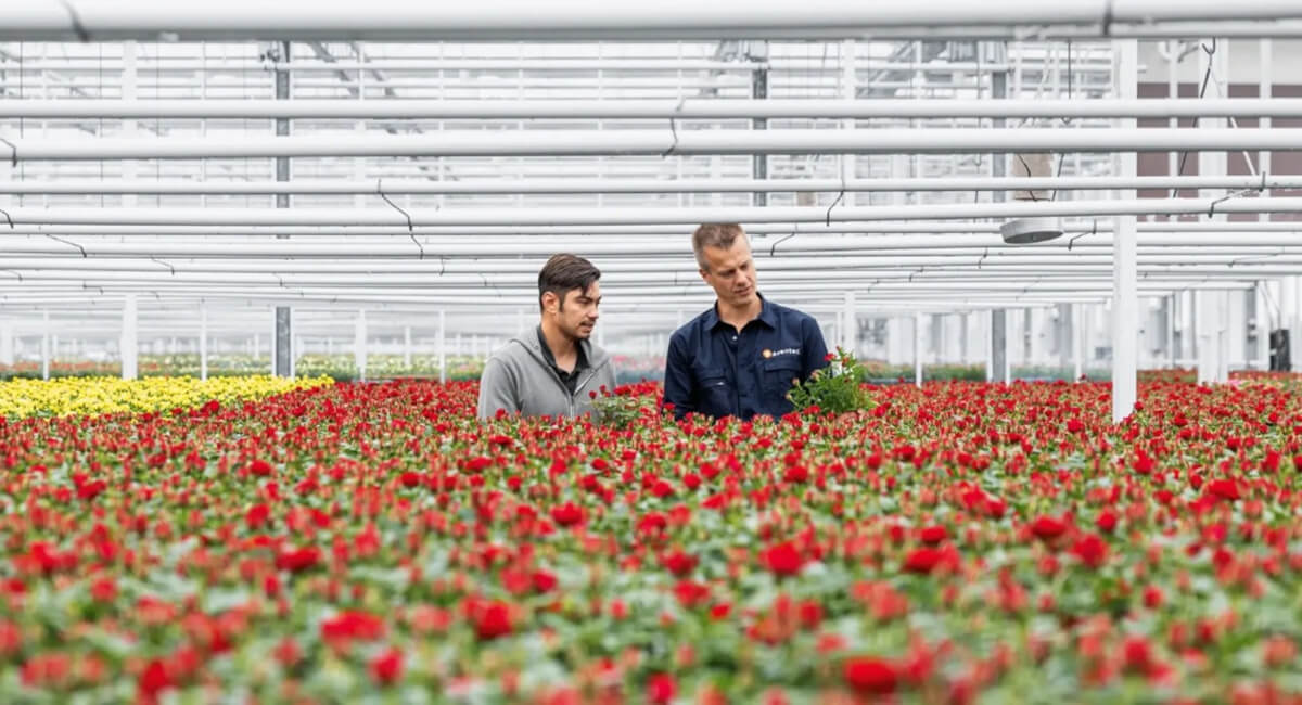 Pneumatyczne sterowanie dopływem gorącej wody w systemie ogrzewania szklarni Zawór wodny zintegrowany z napędem pneumatycznym